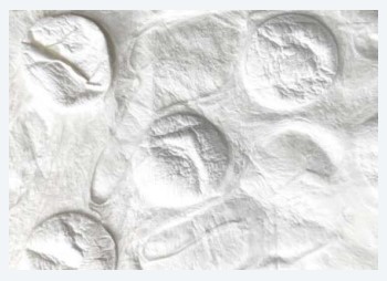 Dermabind FM amniotic allograft